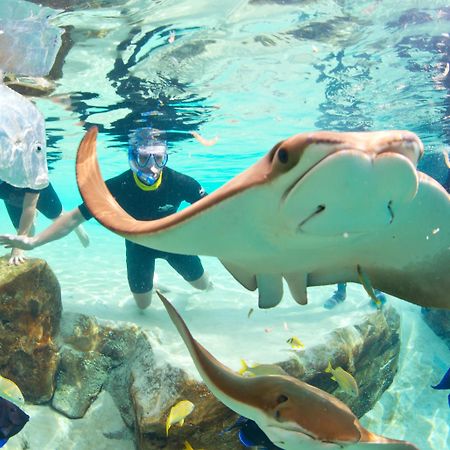 Williamsburg Staybridge Suites Orlando At Seaworld By Ihg - Free Parking & Shuttle To Seaworld Parks מראה חיצוני תמונה