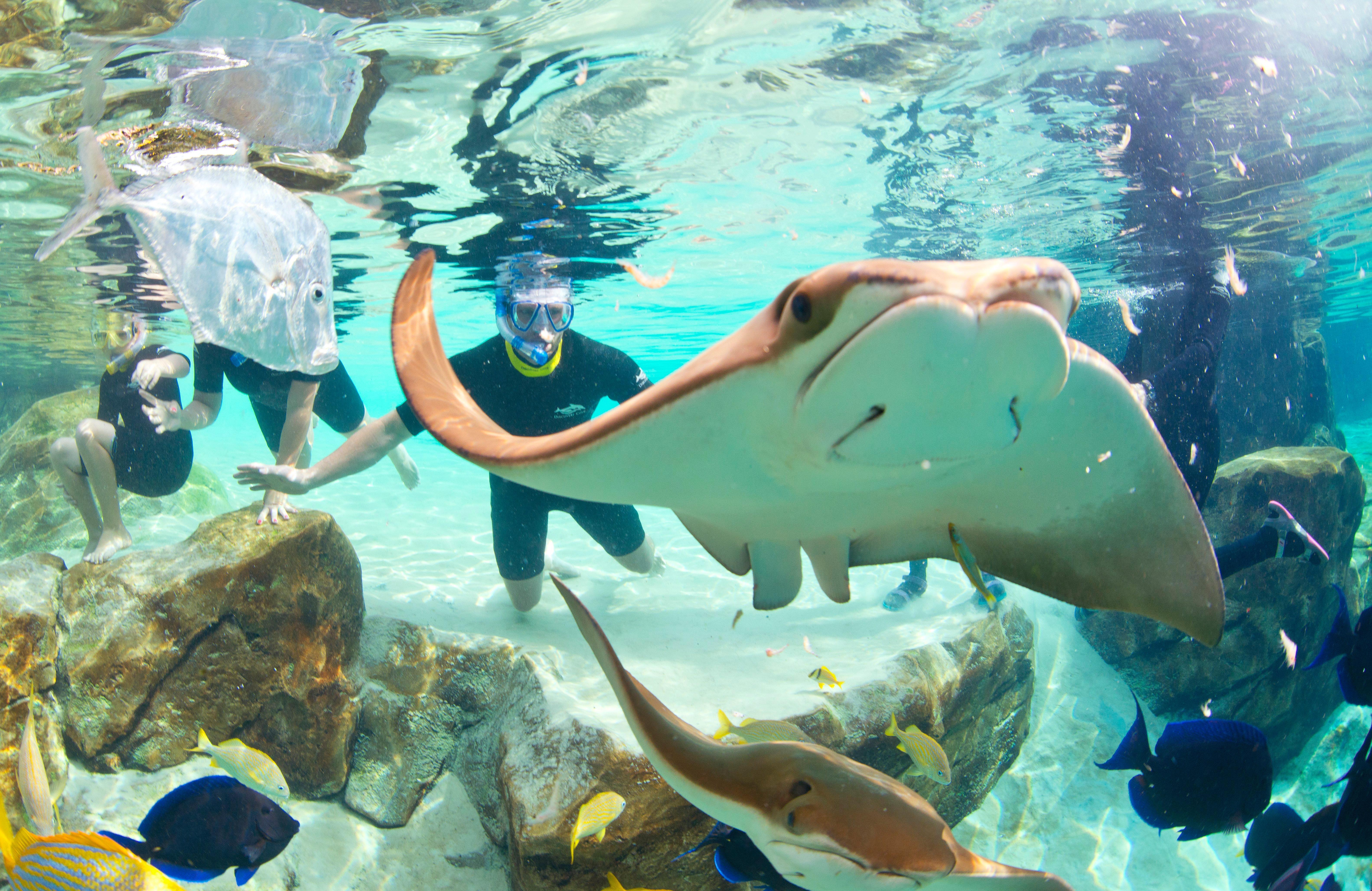 Williamsburg Staybridge Suites Orlando At Seaworld By Ihg - Free Parking & Shuttle To Seaworld Parks מראה חיצוני תמונה